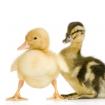 The ugly duckling