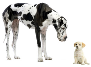 Big dog and puppy