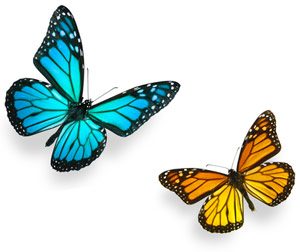 Butterflies
