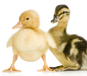 The ugly duckling