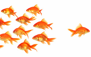 Gold Fish