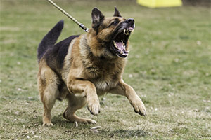 Handling Aggressive Behavior Mindset Handling Aggressive Behavior Mindset