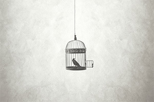 The Bird Who Flew The Bird Who Flew