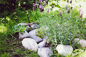 Death of a Pet Death of a Pet