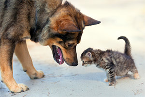 Detach from Fear Detach from Fear