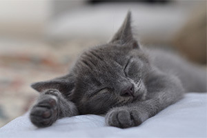 Fall Asleep Fast Fall Asleep Fast