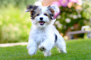 Fear of Dogs Fear of Dogs