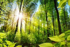 Forest Walk Relaxation Forest Walk Relaxation