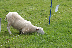 Grass Is Always Greener Grass Is Always Greener