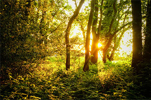Harmony with Nature Harmony with Nature