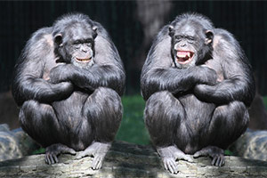 Laugh More Laugh More