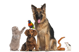 Loss of a Pet Loss of a Pet