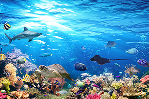 Ride Under the Ocean Ride Under the Ocean