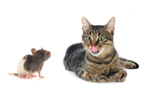 Fear of Confrontation Fear of Confrontation