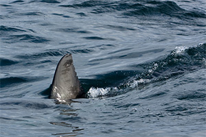 Fear of Sharks Fear of Sharks