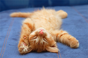 Sleep on Your Back Sleep on Your Back