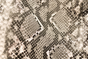 Cure Snake Phobia Cure Snake Phobia