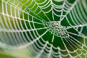 Cure Spider Phobia Cure Spider Phobia
