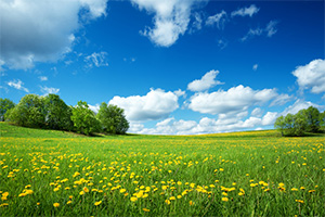 Spring Meadow Relaxation Spring Meadow Relaxation